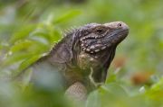 CUBAN IGUANA