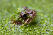COMMON FROG