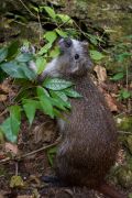 DEMAREST'S HUTIA