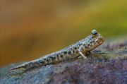 Dusky-gilled mudskipper