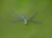 EMPEROR DRAGONFLY 