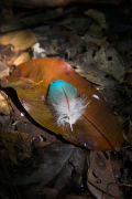 Rainforest feather