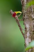 Flying lizard
