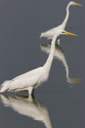 GREAT EGRET