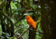 GUIANAN COCK OF THE ROCK