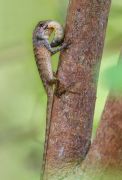 Garden lizard