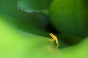 GOLDEN POISON-DART FROG