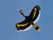 Great Hornbill