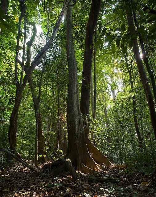 PRIMARY RAINFOREST