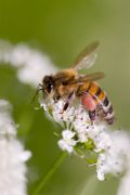 HONEYBEE