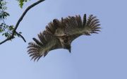 HARPY EAGLE