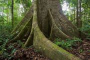 TROPICAL RAINFOREST