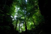 Krabi rainforest