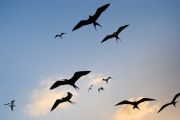 FRIGATE BIRDS