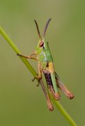 MEADOW GRASSHOPPER