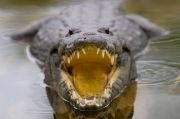Morelet's crocodile