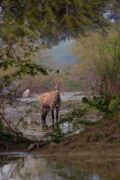 Nilgai
