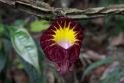Dutchman's Pipe