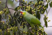 Red-lored Parrot