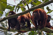 RED HOWLERS