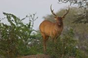Sambar