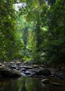Tropical rainforest