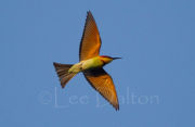 Chestnut headed Bee-eater
