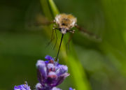BEE-FLY