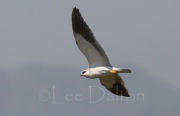 BLACK-SHOULDERED KITE