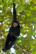 Guianan black spider monkey