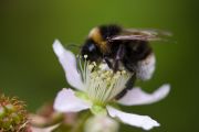 BUMBLEBEE