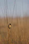 COMMON STONECHAT