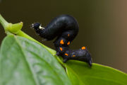 Caterpillar