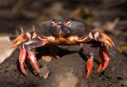 CUBAN RED LAND CRAB