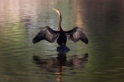 Asian Darter