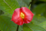 Hotlips