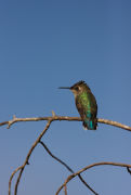 Bee hummingbird