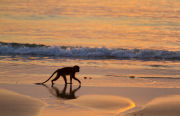 Crab-eating Macaque