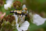 Longhorn Beetle
