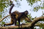 GEOFFROY'S SPIDER MONKEY