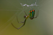 ORCHARD SPIDER