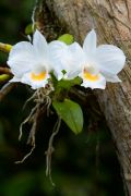 FUNNEL LIP ORCHID