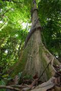 Tropical rainforest