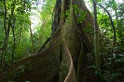 Tropical rainforest