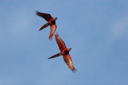 Red & Green macaws