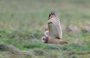 Short-eared Owl
