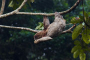 Three-toed sloth