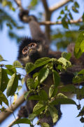 Spider Monkey