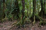 Cockscomb rainforest