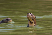 Giant otter